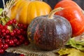 Several multicolored pumpkins yellow, orange, brown spotted and viburnum lie on a dark wooden background.