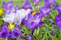 Several multicoloured crocus flowers Royalty Free Stock Photo