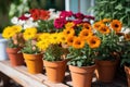 several national flowers grown in pots side by side