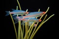 several neon tetras with fins spread in dark waters