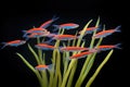 several neon tetras with fins spread in dark waters