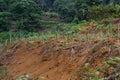 Several new cassava trees were planted in dry soil