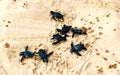 Several newly hatched small black sea turtles crawling along the sand to the sea