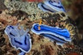 Several Nudibranch on a reef Royalty Free Stock Photo