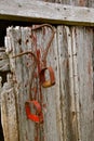 Several old red bale hooks hang on a weathered shed door Royalty Free Stock Photo