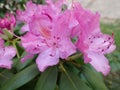 several open bloomed pink rhodendrum flowers on bush spring flowers
