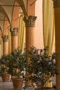 Several orange columns with yellow curtains and plants in pots