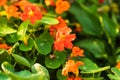 Several Orange nasturtiums are finally blooming in the back garden Royalty Free Stock Photo