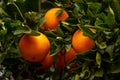 Several oranges on a tree Royalty Free Stock Photo