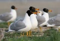 Several pallass gull in soft morning light from Danube delta. Royalty Free Stock Photo