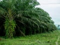 Indonesia Palm Oil Tree