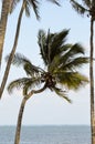 Several palms under the blue sky Royalty Free Stock Photo