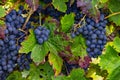 Several panicles with blue grapes on the vine as a close-up Royalty Free Stock Photo