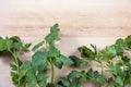 Several parsley twigs on the wooden background