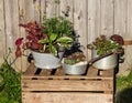 Several perennial plants, plantet in vintage kitchen utensils.