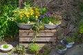 Several perennial plants pottet in old containers. Royalty Free Stock Photo