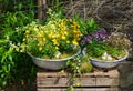 Several perennial plants pottet in old containers. Royalty Free Stock Photo