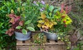 Several perennial plants in vintage flowerpot. Royalty Free Stock Photo