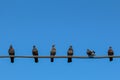 Several pigeons are sitting on wires, one bird turned its back. Symbol of Individuality and independence. lateral thinkig