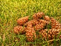 Several pine cones in the grass. On the ground. Seeds.