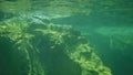 Several pinguins under water