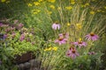 Several pink cone flowers in the garden