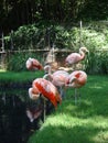 Pink Flamingos Grooming Themselves at a Zoo Royalty Free Stock Photo