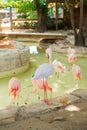 Several pink flamingos.