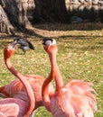 Several Pink Flamingos near pond