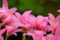 Several pink lilies in full bloom Royalty Free Stock Photo