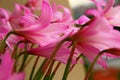 Several pink lilies in full bloom Royalty Free Stock Photo