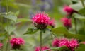 Close up of pink Bee Balm Monarda didyma flowers Royalty Free Stock Photo