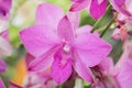 Several Pink orchid flowers in the garden.blur Background.