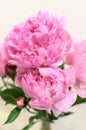 Several pink peony flowers Royalty Free Stock Photo