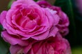 Several pink roses blooming in the foreground