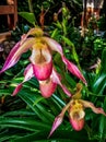 several pink and yellow lady slipper orchids Royalty Free Stock Photo