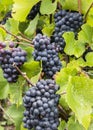 Pinot Noir Grapes in Champagne Royalty Free Stock Photo