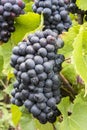 Pinot Noir Grapes Champagne France Royalty Free Stock Photo