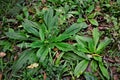 Plantago major growing in the backyard Royalty Free Stock Photo