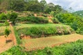 Several plantation levels on the hill on farm