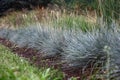 The festuca glauca planted in a row. Look at an angle.