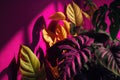 Several plants on a vivid magenta wall with shadows,ai generated