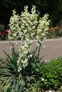Several plants of Yucca filamentosa in bloom in June Royalty Free Stock Photo