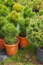 Several plastic pots of beautiful pine trees on tree nursery.