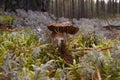 Several poisonous mushrooms of the autumn forest, the toadstools