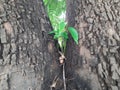 Several PolyalthiaÂ longifolia seeds germinating in the crevice between tree tow trunks. Royalty Free Stock Photo