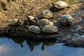 Aquatic Turtles Sunning Beside a Wetland Pond.