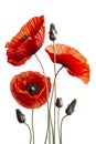 Several poppy flowers isolated on white background. Remembrance poppy - poppy appeal. Decorative flower for Remembrance Day, AI Royalty Free Stock Photo