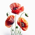 Several poppy flowers isolated on white background. Remembrance poppy - poppy appeal. Decorative flower for Remembrance Day, AI Royalty Free Stock Photo