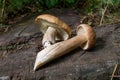 Several porcini mushrooms Boletus edulis, cep, penny bun, porcino or king bolete on wooden background Royalty Free Stock Photo